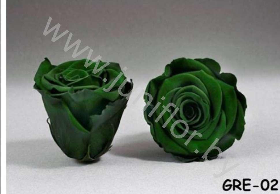 Стабилизированная роза Rose pr GRE02