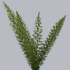 Asparagus_Meyerii.jpg Asparagus Meyerii