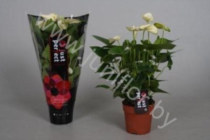 Антуриум Mont Blanc (White)