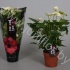 Антуриум Mont Blanc (White) Антуриум Mont Blanc (White)