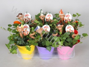 Плющ Jolly Worm