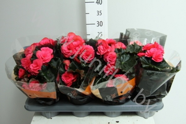 Бегония Vulcano Netja Dark