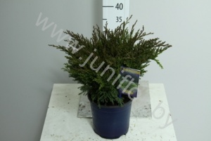 Можжевельник Juniperus Andorra Compact