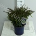 Можжевельник Juniperus Andorra Compact Можжевельник Juniperus Andorra Compact