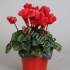 Цикламен Cyclamen Rood In Bombe Keramiek Цикламен Cyclamen Rood In Bombe Keramiek