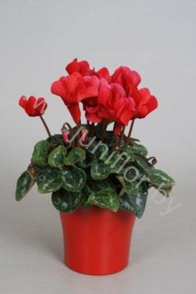 Цикламен Cyclamen Rood In Bombe Keramiek