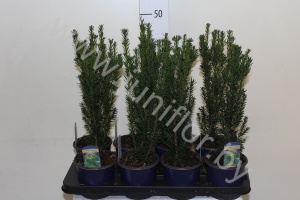 Тис Taxus Hillii