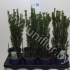 Тис Taxus Hillii Тис Taxus Hillii