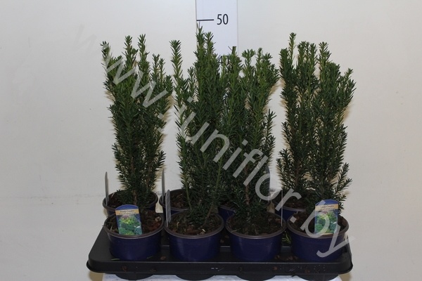 Тис Taxus Hillii