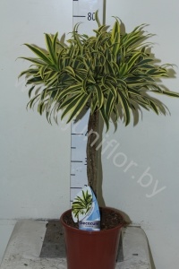 Драцена Dracaena Song Of India Gevlochten Stam