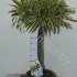 Драцена Dracaena Song Of India Gevlochten Stam Драцена Dracaena Song Of India Gevlochten Stam