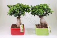 Фикус Ficus Ginseng(kl)Vierkant Keramiek