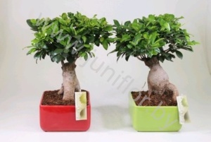 Фикус Ficus Ginseng(kl)Vierkant Keramiek