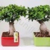 Фикус Ficus Ginseng(kl)Vierkant Keramiek Фикус Ficus Ginseng(kl)Vierkant Keramiek