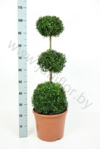 Самшит Buxus Sempervivum Trio-Bol (Vd Salm