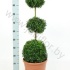 Самшит Buxus Sempervivum Trio-Bol (Vd Salm Самшит Buxus Sempervivum Trio-Bol (Vd Salm