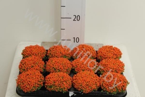 Нертера Nertera Astrid