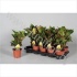 Кодиеум Codiaeum Petra Vertakt Кодиеум Codiaeum Petra Vertakt