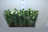 Лилия Lilium Little Rainbow