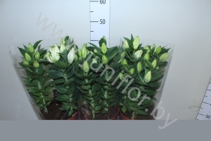 Лилия Lilium Little Rainbow