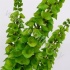 Молюцелла Molucela Green Молюцелла Molucela Green