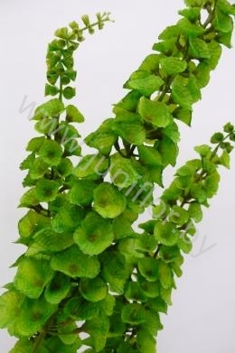 Молюцелла Molucela Green