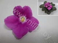 Сенполия  Adele