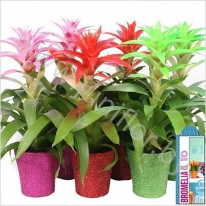 Гузмания Guzmania Sparkling Cupcake Glitterpot