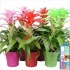 Гузмания Guzmania Sparkling Cupcake Glitterpot Гузмания Guzmania Sparkling Cupcake Glitterpot
