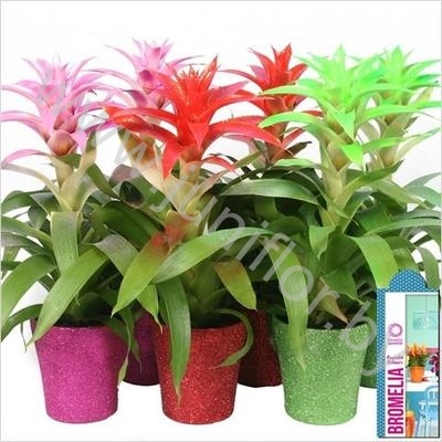 Гузмания Guzmania Sparkling Cupcake Glitterpot Гузмания Guzmania Sparkling Cupcake Glitterpot