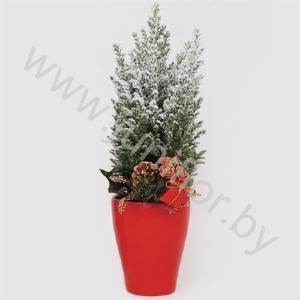 Кипарис Cham.Sn.Vase Red Kersttoef SNOW