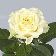 Роза White Naomi