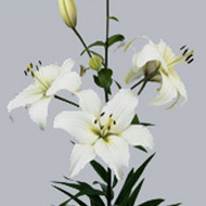 Лилия Az Navona