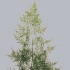 Asparagus_Setaceus.jpg Asparagus Setaceus