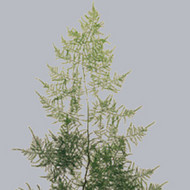 Asparagus Setaceus