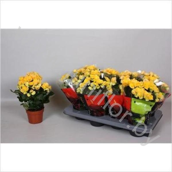 Бегония Vulcano Yellow Stone Бегония Vulcano Yellow Stone