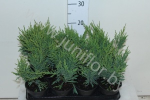 Можжевельник Juniperus Andorra Compact