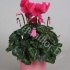 Цикламен Cyclamen Roze In Bombe Keramiek Цикламен Cyclamen Roze In Bombe Keramiek