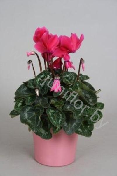 Цикламен Cyclamen Roze In Bombe Keramiek