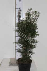 Тис Taxus Media Hicksii
