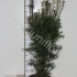 Тис Taxus Media Hicksii