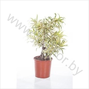 Драцена Dracaena Song Of India Vertakt