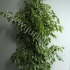 Фикус Ficus Golden King Фикус Ficus Golden King