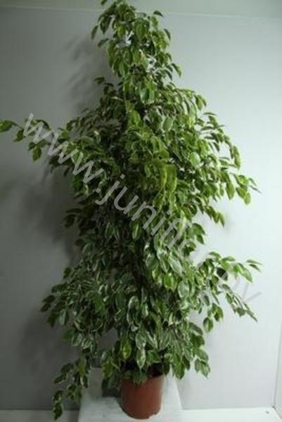 Фикус Ficus Golden King