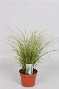 Осока Carex Brunnea Jubilo