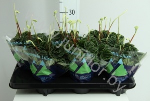 Пеперомия Peperomia cap Lilian