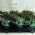 Пеперомия Peperomia cap Lilian Пеперомия Peperomia cap Lilian