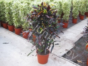 Кодиеум Codiaeum Curley Boy