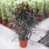 Кодиеум Codiaeum Curley Boy Кодиеум Codiaeum Curley Boy