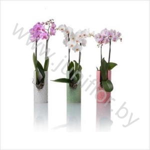 Фаленопсис Phal Mix 2 Tak Nathalie Gloss Keram